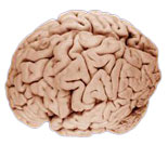 The Brain