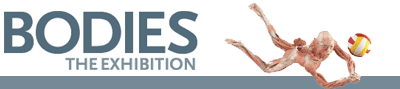 Bodies - The Exhibition