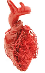 The Heart