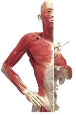 The Human Body