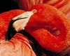 Go Orlando Card- 5 Day
                                                Attractions Pass