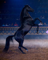 Experience the Beauty of Horses
