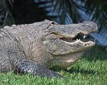 Alligator Island