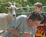 Allie's Barnyard