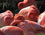 Flamingo Lagoon
