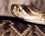Snakes of Florida