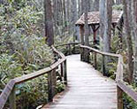 Gatorland's Swamp Walk