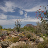 The Living Desert