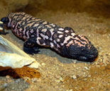 Gila Monster
