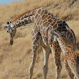 Giraffes