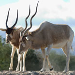 Wild Animals from Africa to America
