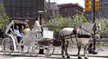 Horse and Carriage Tour