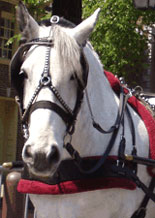 Carriage Horse