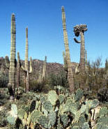 Saguaros