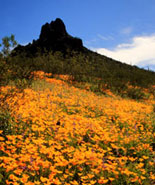 Picacho Peak
