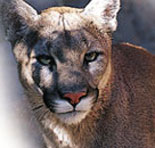 Desert Wildlife