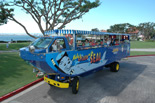 San Diego seals driving on land 