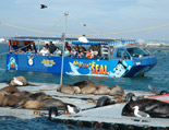 San Diego Seals passing Sea Lions
