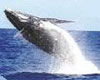 Picnic on the Ocean with Whales