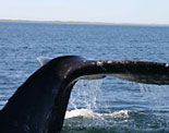 Whale Sighting