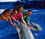 Fun with the Dolphins