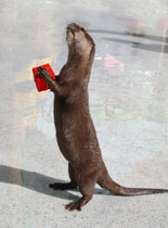 Sea Otter gets into the Spirit