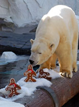 Polar Bear with Gingerbread Men