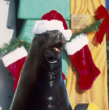 Holiday Fun
