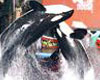 Sea World with San Diego
                                                                              Gray Line Transportation