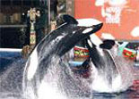 Orca Show