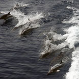 A school of dolphins off the California coast