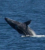 California Gray Whale
