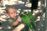 Lorikeet Landing