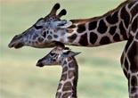 Giraffe and baby at the Wild Animal Park