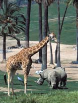 Journey into Africa at the San Diego Zoo Wild Animal Park