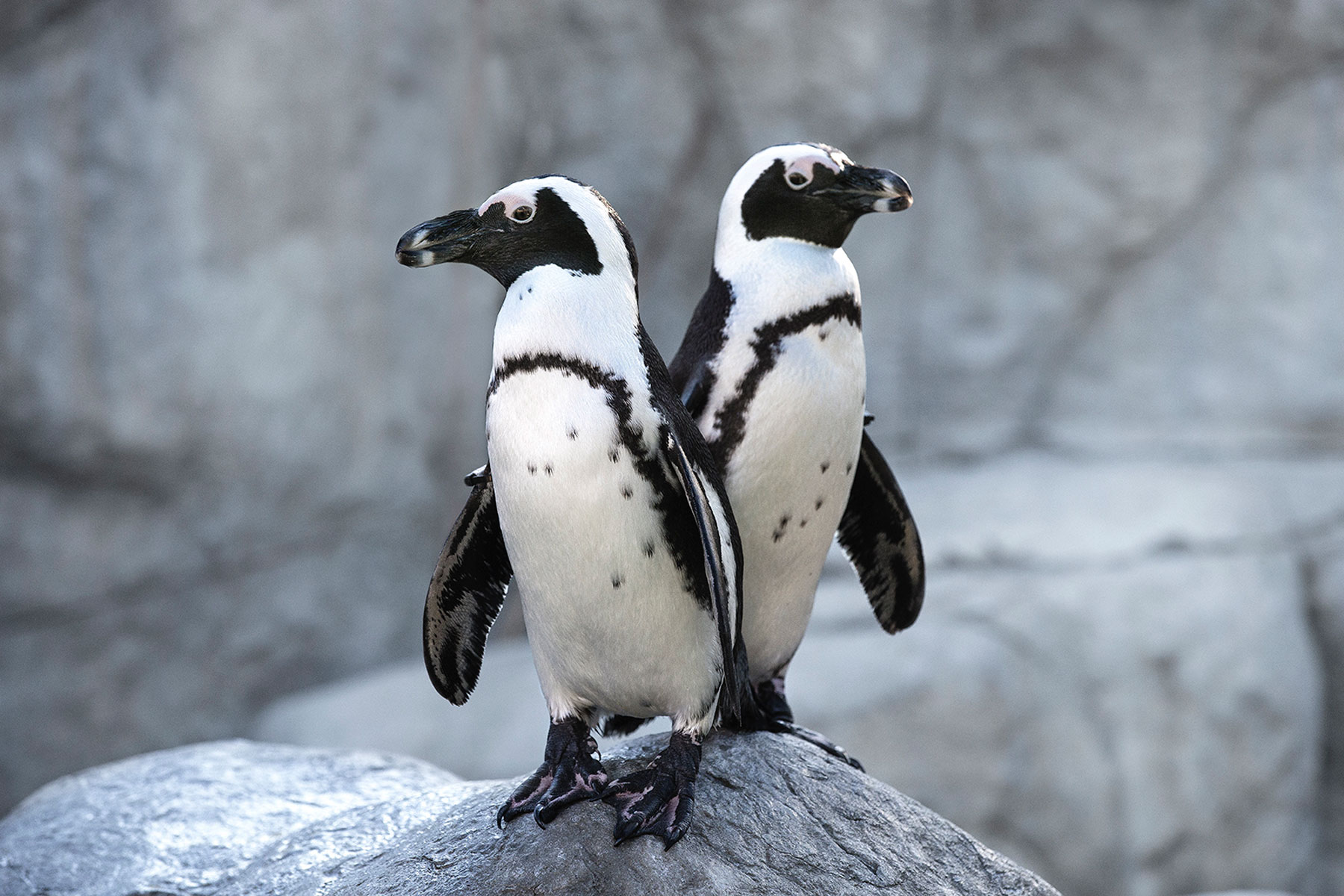 San Diego Zoo Discount Tickets And Skip The Line Pass San Diego Zoo Discount Tickets And Skip The Line Pass