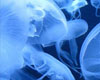 Aquarium of the Bay
