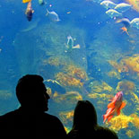 No Wetsuits Required at the Aquarium