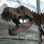 A Tyrannosaurus Rex Guards the History Museum