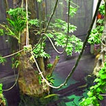 A Four Story Rainforest