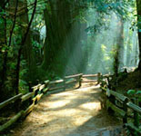 Muir Woods