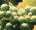 grapes to make wine