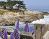 Monterey and Carmel 17 Mile Drive from San Francisco