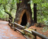 Muir Woods and Sausalito Sightseeing Tour