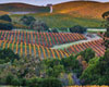 San Francisco Wine Country Sightseeing Tour