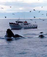 Whale Watching