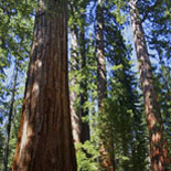 Muir Woods