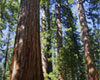 Muir Woods Shuttle Tour w/ Ferry Cruise