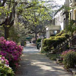Beautiful Savannah