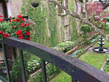 Blooming Flowers in Savannah